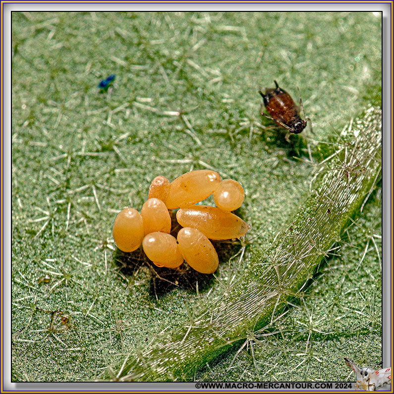 Oeufs d'Insectes
